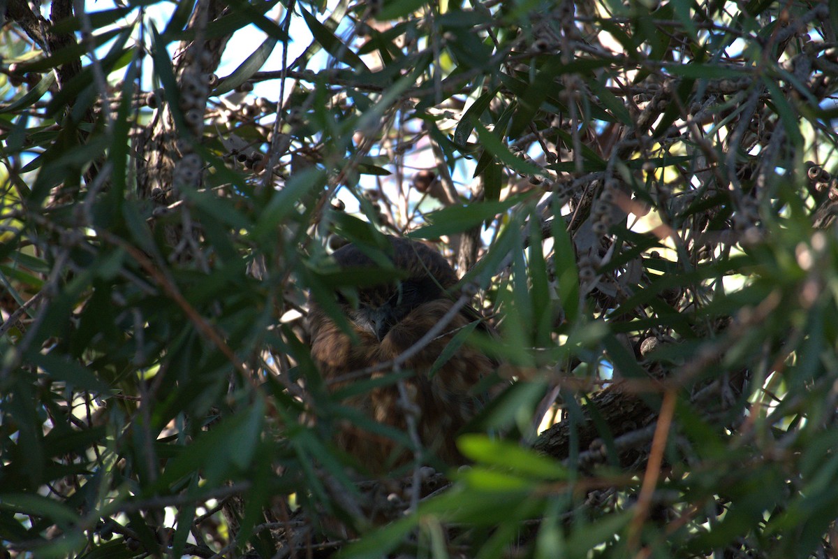 Australian Boobook (Boobook) - ML651197900