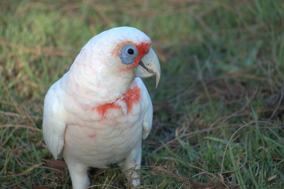 Long-billed Corella - ML651197903