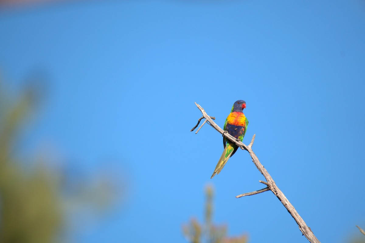 彩虹吸蜜鸚鵡 - ML651197904