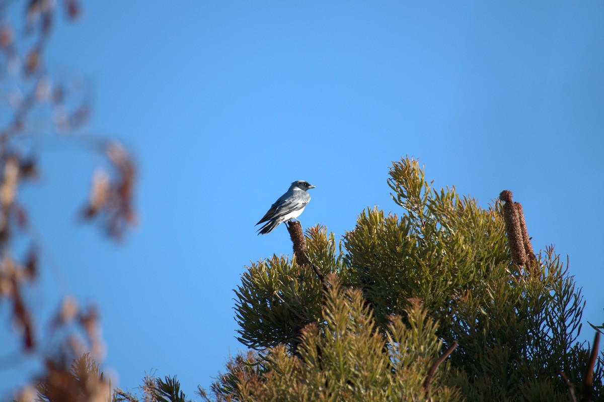 Black-faced Cuckooshrike - ML651197907