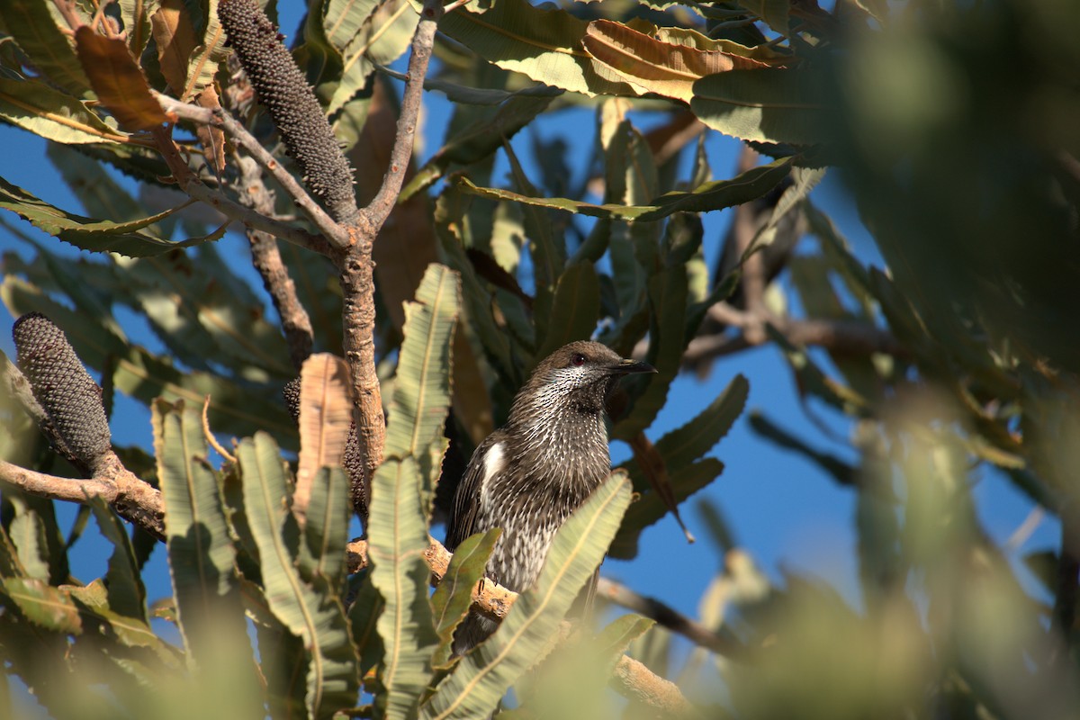 Western Wattlebird - ML651197908