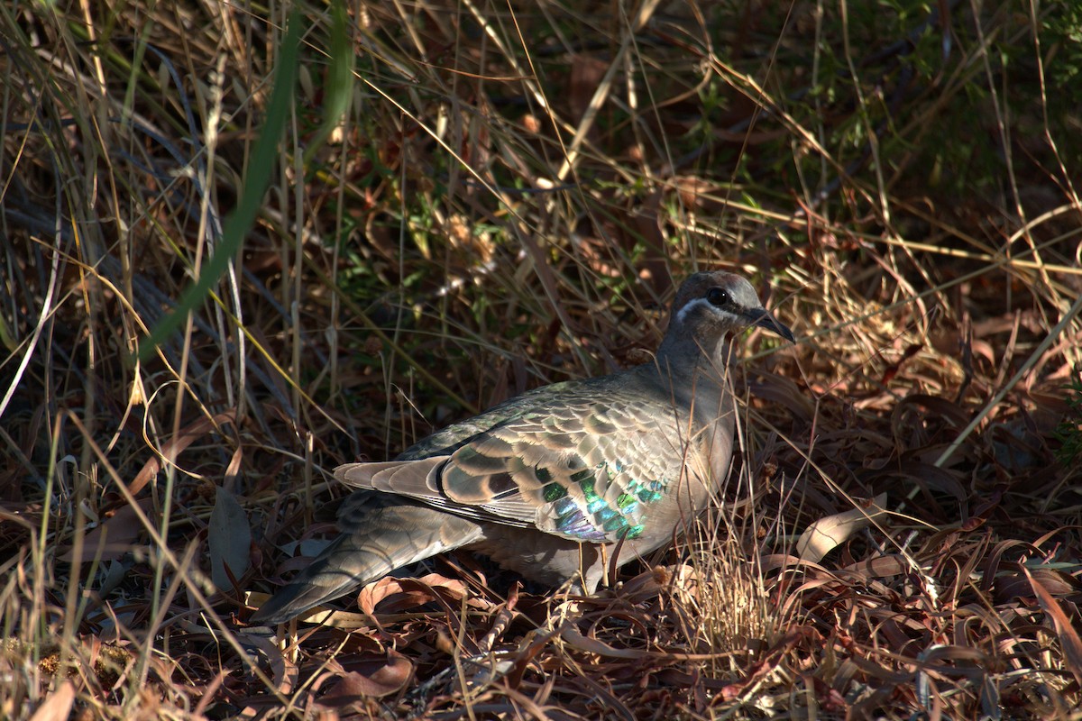 Common Bronzewing - ML651197910