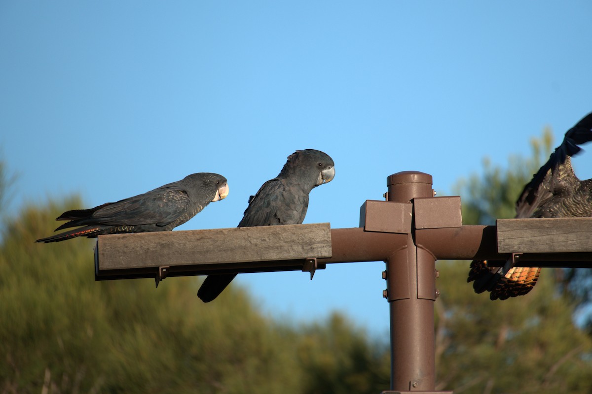 Red-tailed Black-Cockatoo - ML651197911
