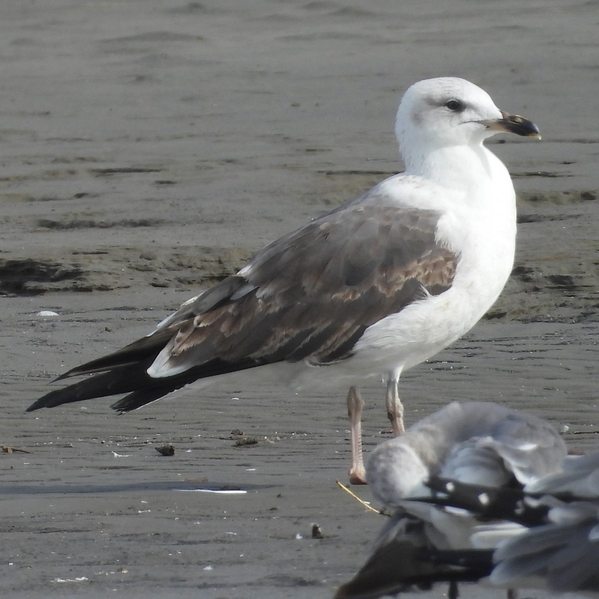 Мартин чорнокрилий - ML651197925