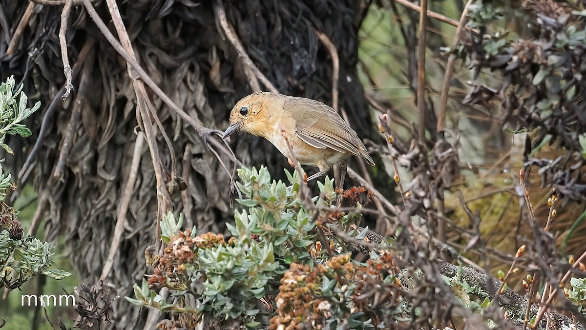 Boyaca Antpitta - ML651197937