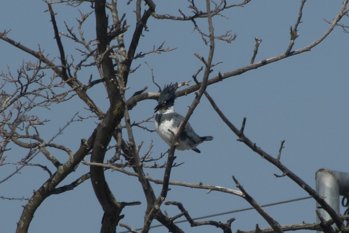 Опоясанный зимородок - ML651198136