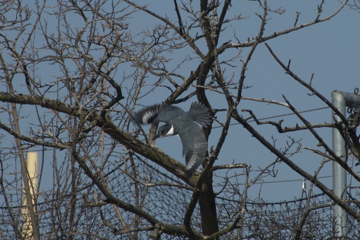 Опоясанный зимородок - ML651198160