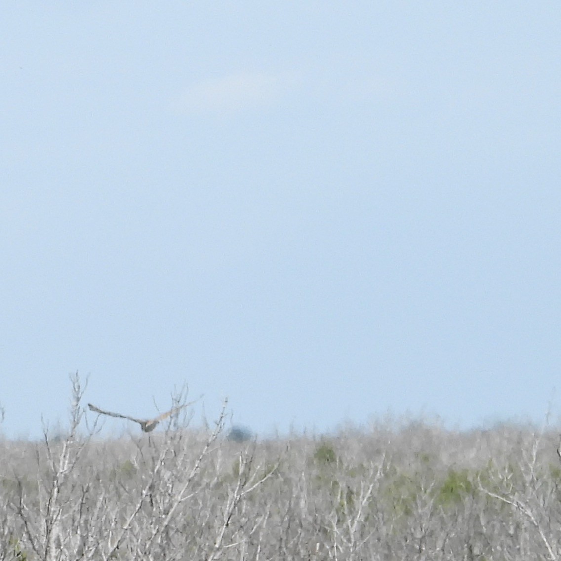 Сова болотяна - ML651198268