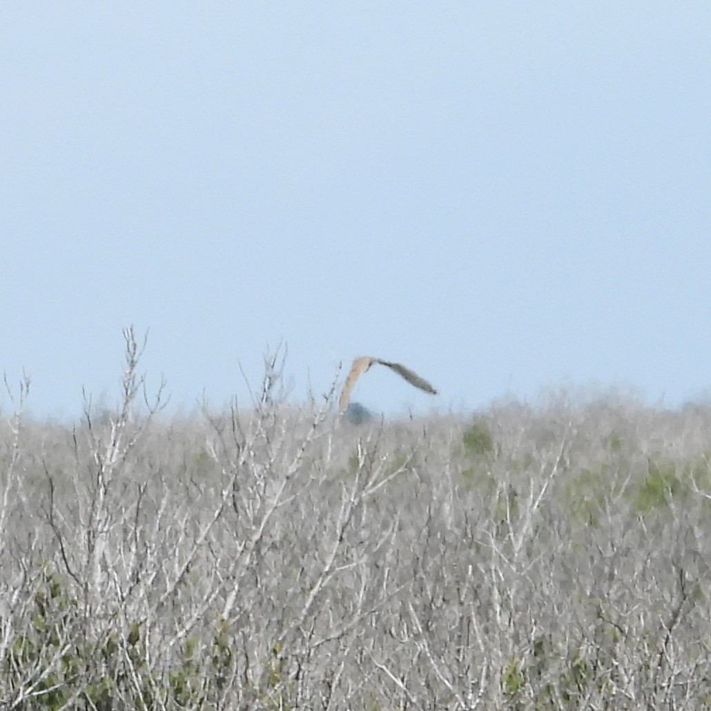 Сова болотяна - ML651198269