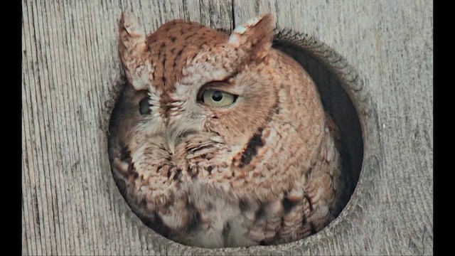 ヒガシアメリカオオコノハズク - ML651198311