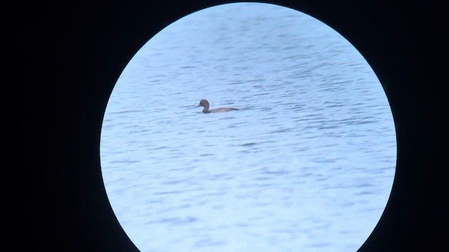 スズガモ - ML651198570