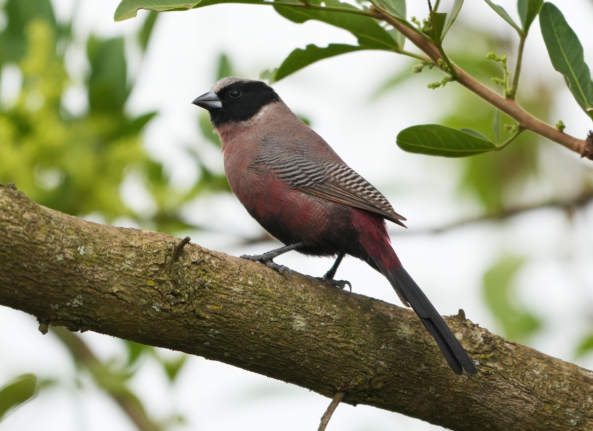 Black-faced Waxbill - ML651198639