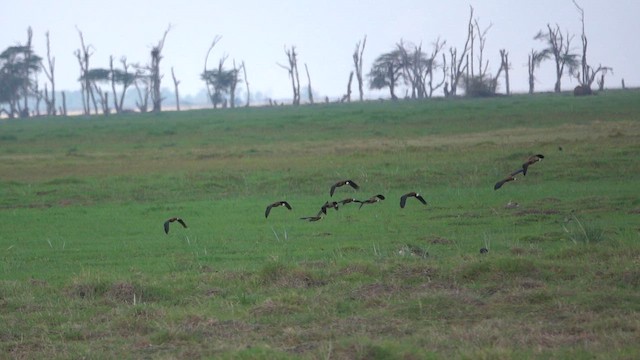 シロガオリュウキュウガモ - ML651198695