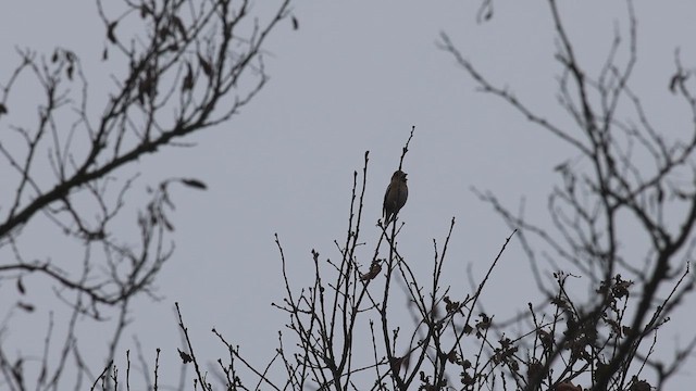 シメ - ML651198911