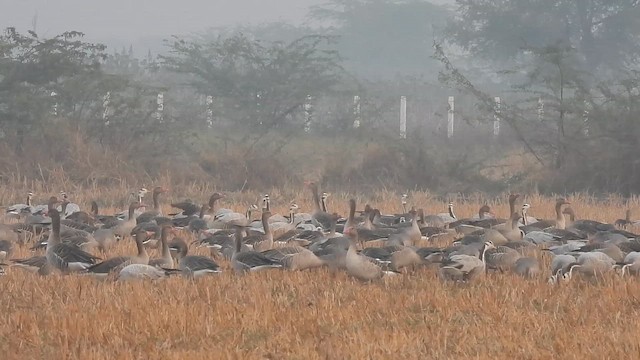 ハイイロガン - ML651199000