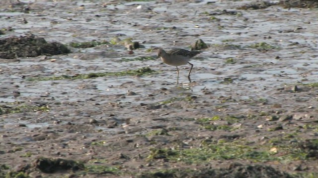 エリマキシギ - ML651199346