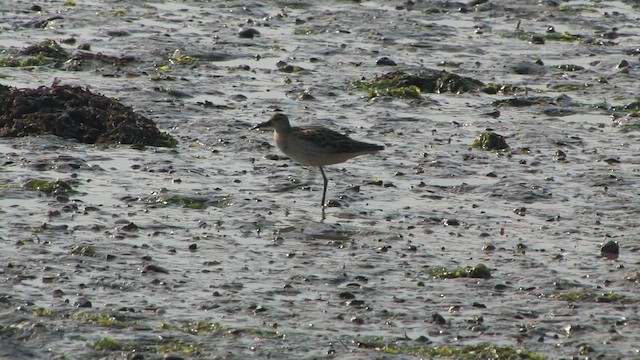 エリマキシギ - ML651199347