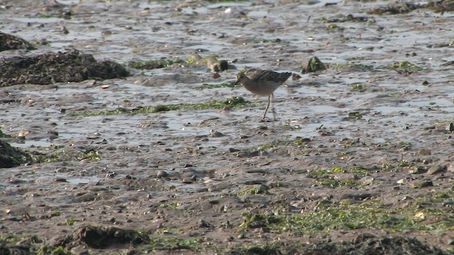 エリマキシギ - ML651199348