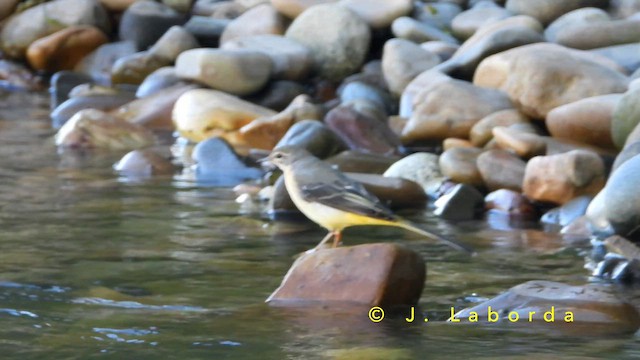 キセキレイ - ML651199416