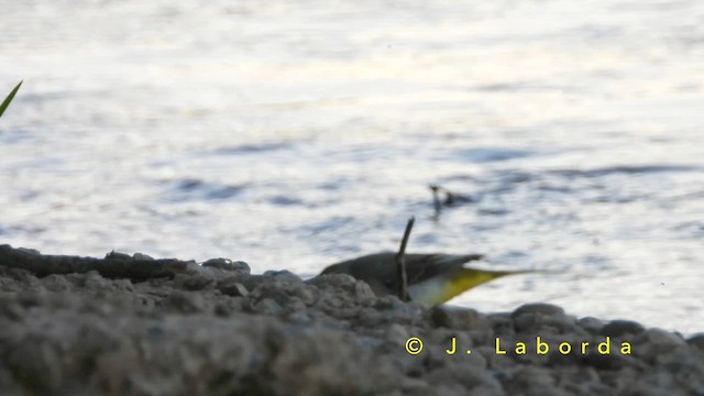 キセキレイ - ML651199418