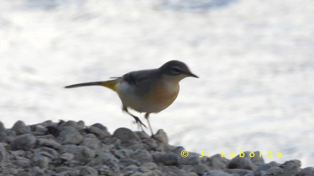 キセキレイ - ML651199419