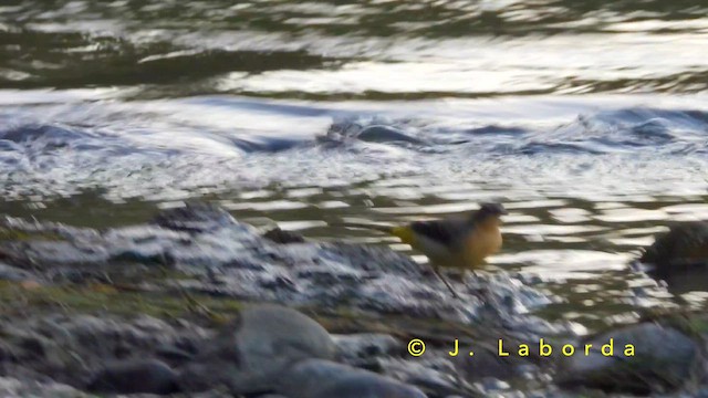 キセキレイ - ML651199421