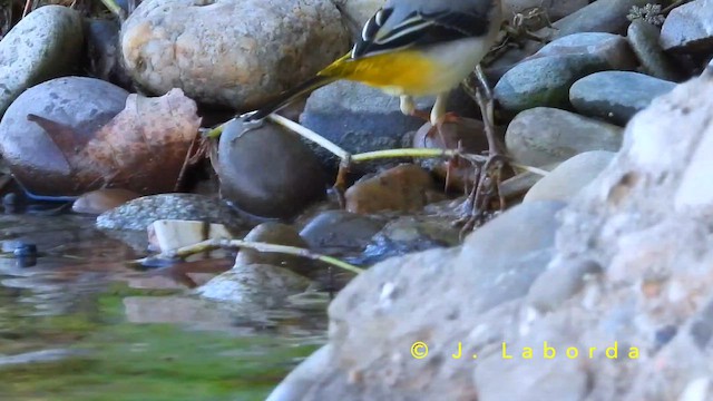 キセキレイ - ML651199423