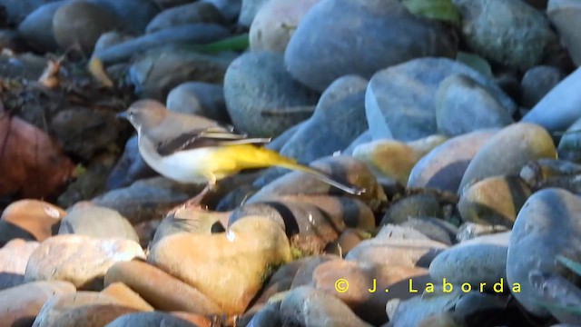 キセキレイ - ML651199425