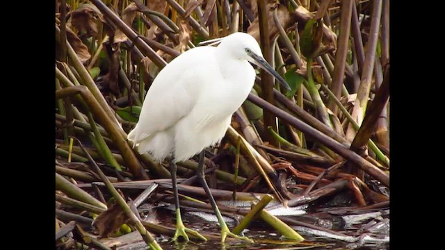 コサギ - ML651199443