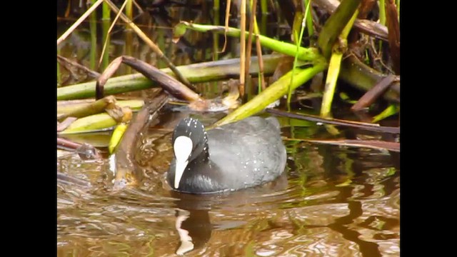 オオバン - ML651199467