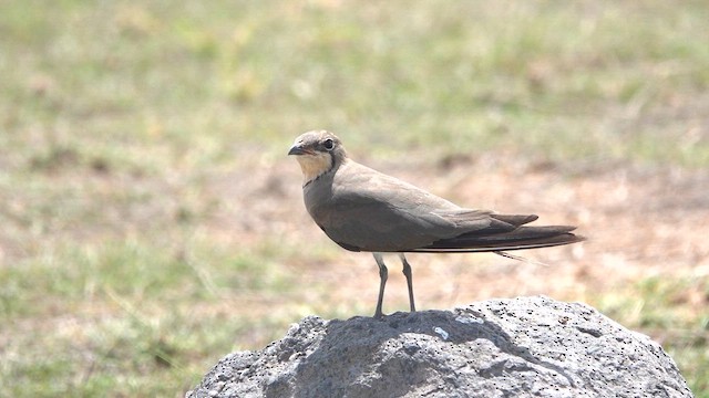 ニシツバメチドリ - ML651199477