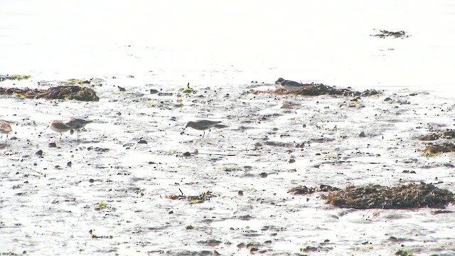 サルハマシギ - ML651199619