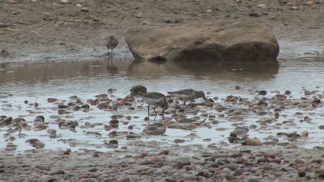 ハマシギ - ML651199648