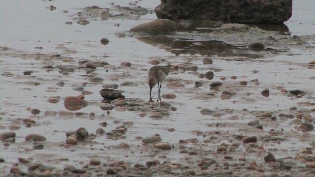 ハマシギ - ML651199664