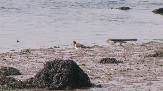 ミヤコドリ - ML651199709