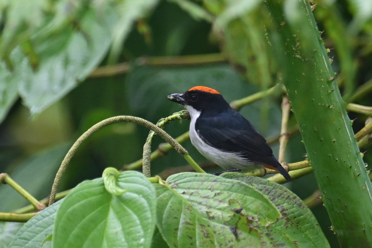 Dicée du Kampalili - ML651199750