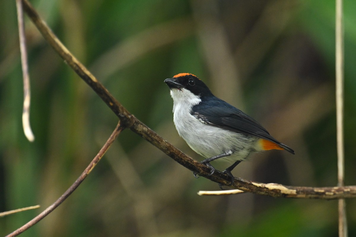 Dicée du Kampalili - ML651199774