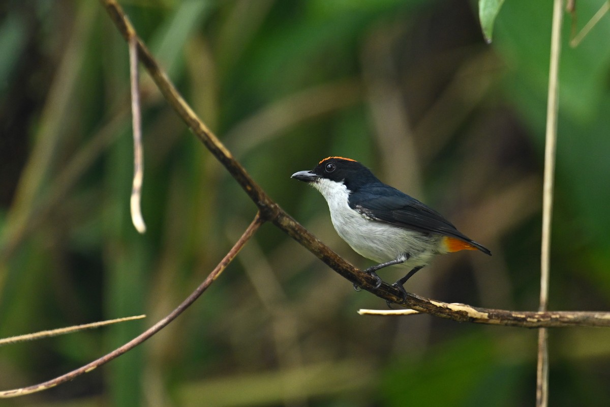 Dicée du Kampalili - ML651199775