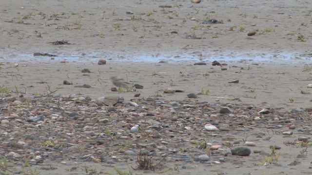 ムネアカヒワ - ML651199939