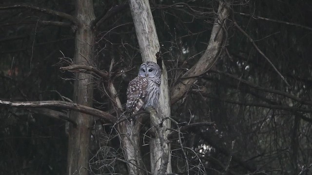 アメリカフクロウ - ML651200057