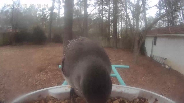 Northern Mockingbird - ML651201189