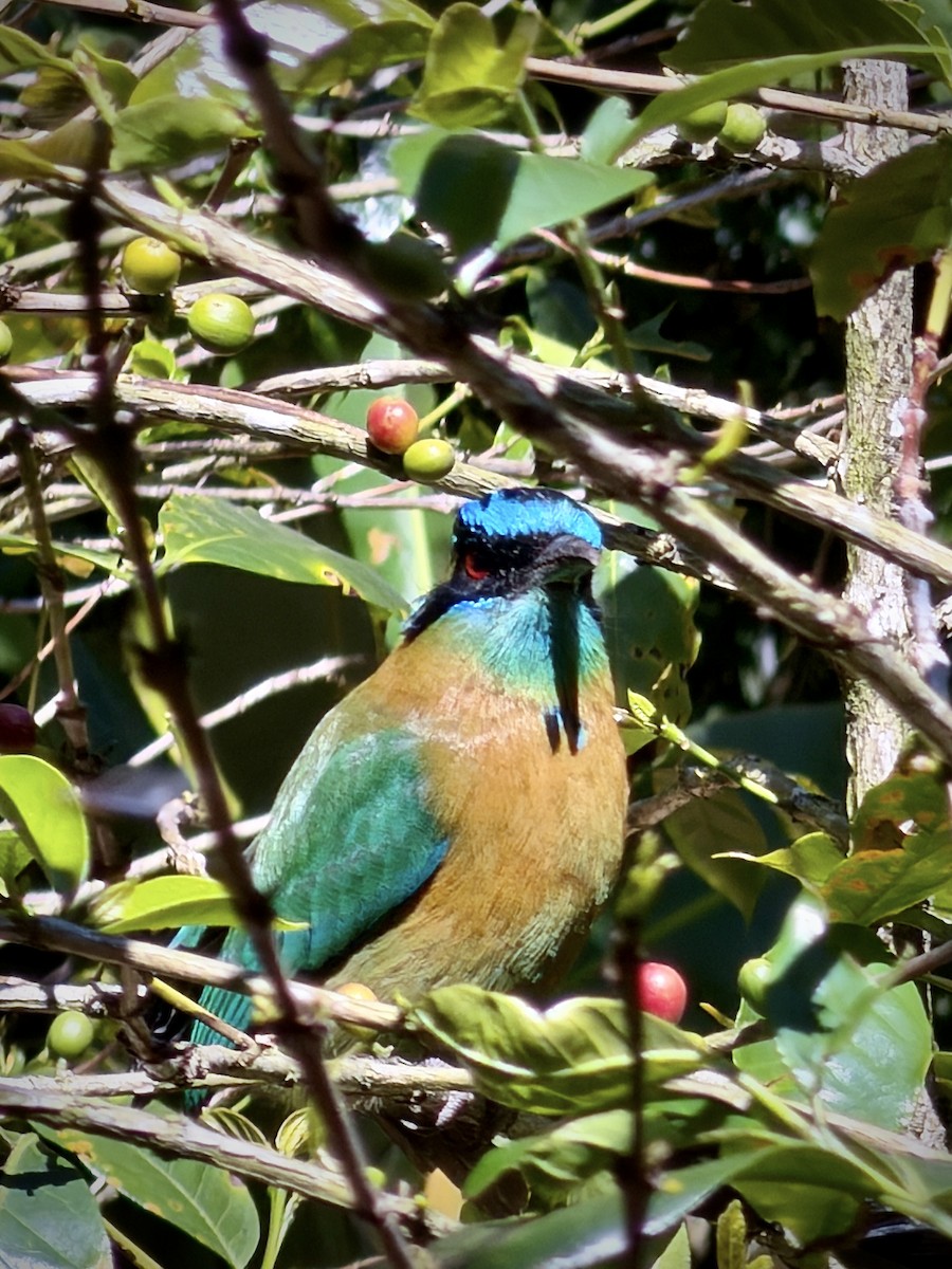 Lesson's Motmot - ML651201367