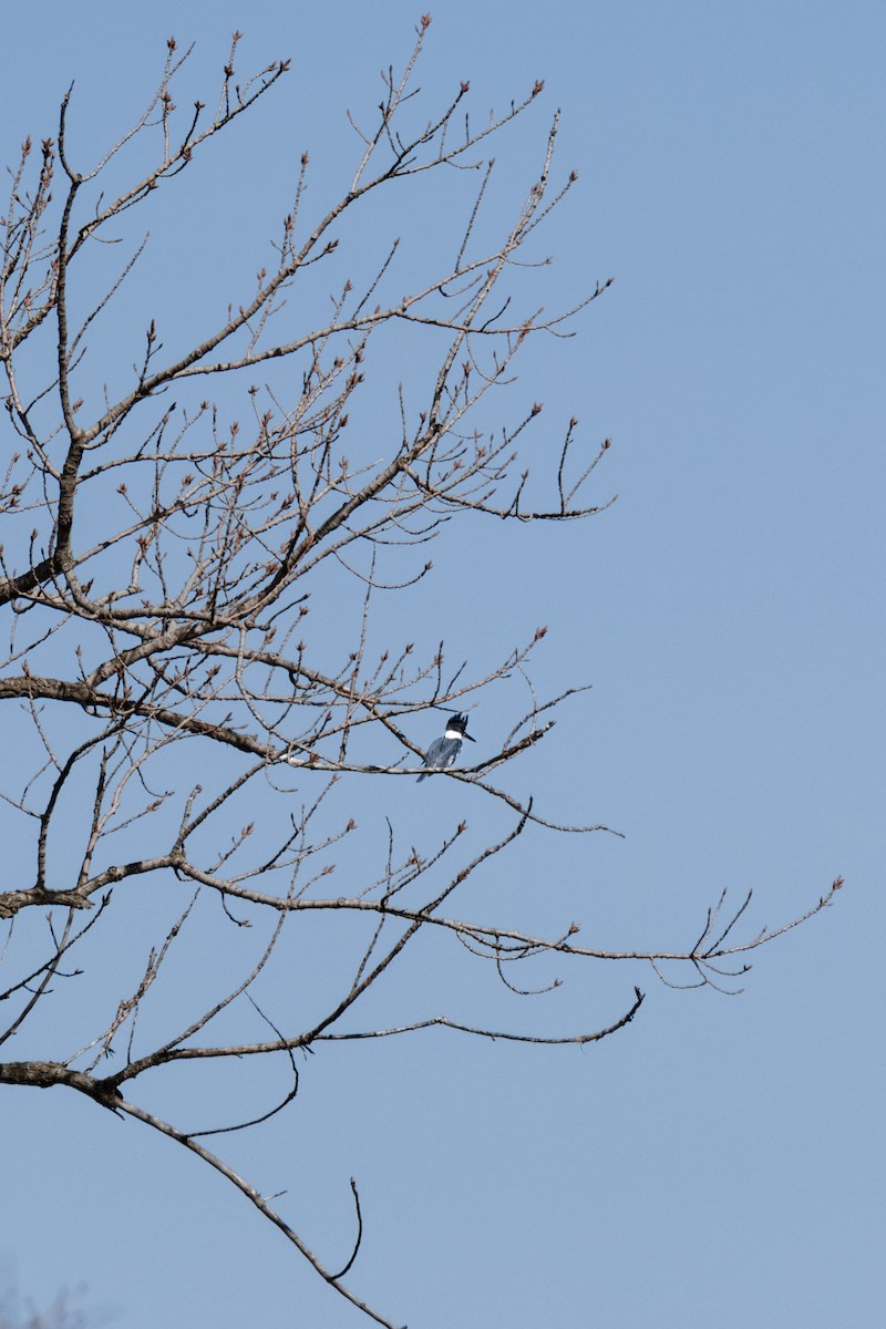 Опоясанный зимородок - ML651201368