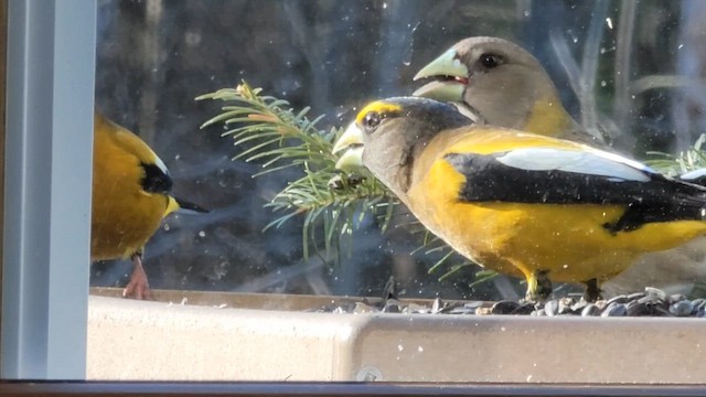 Evening Grosbeak - ML651201380