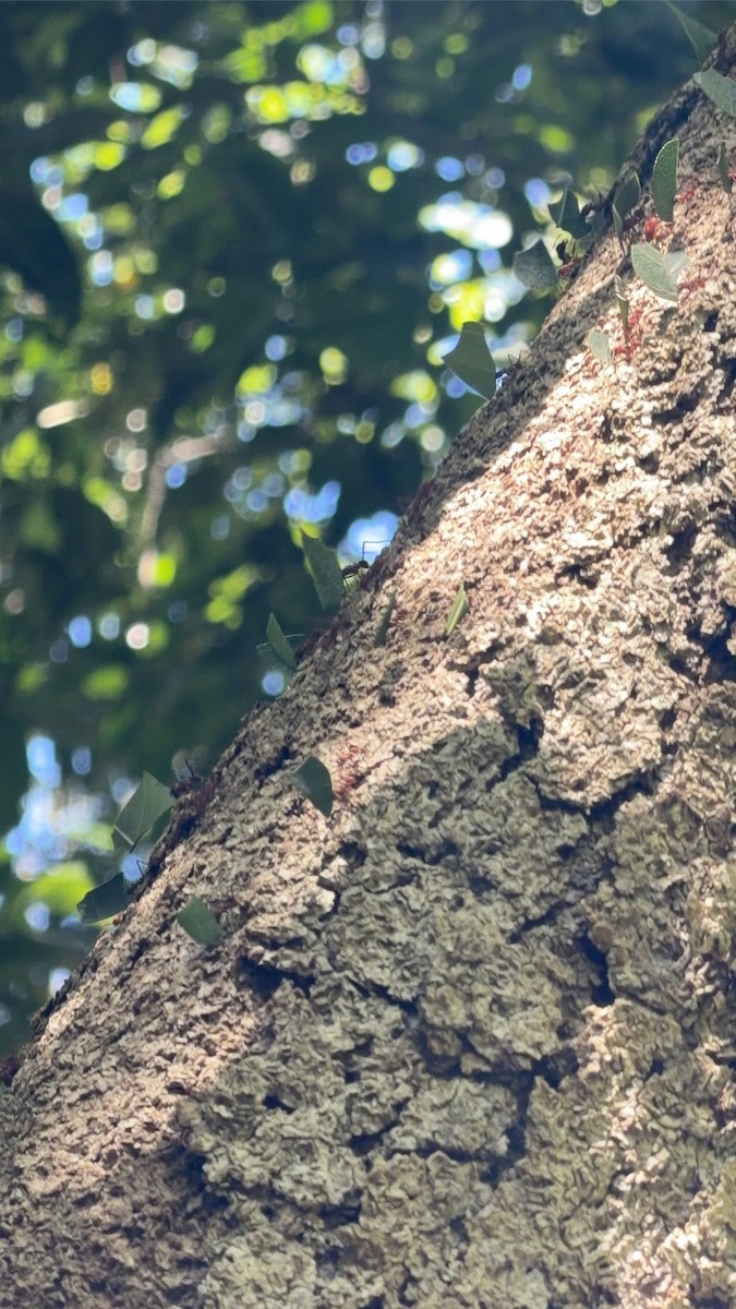 Animals - ML651201410