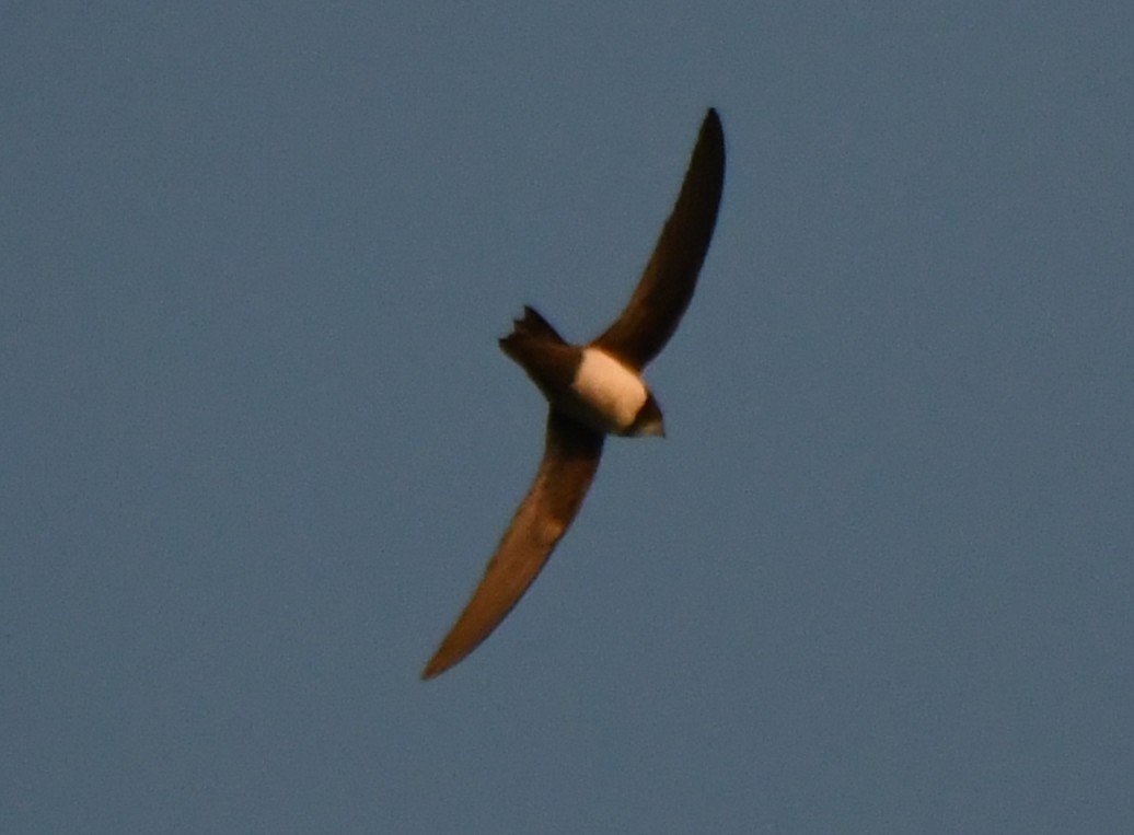 Alpine Swift - ML651201562
