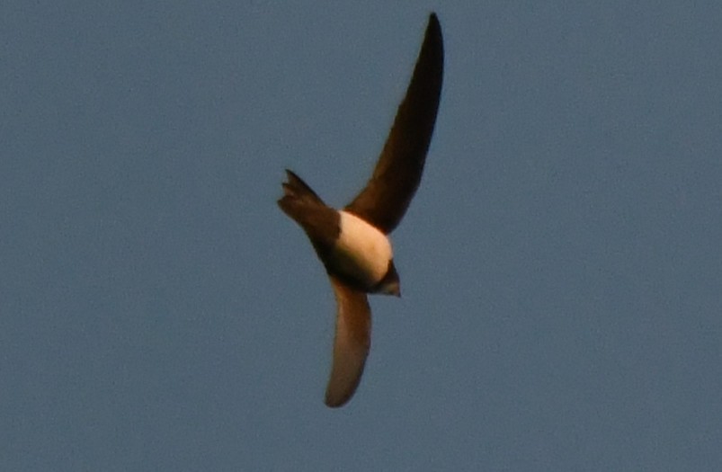 Alpine Swift - ML651201586