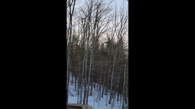 Evening Grosbeak - ML651201800