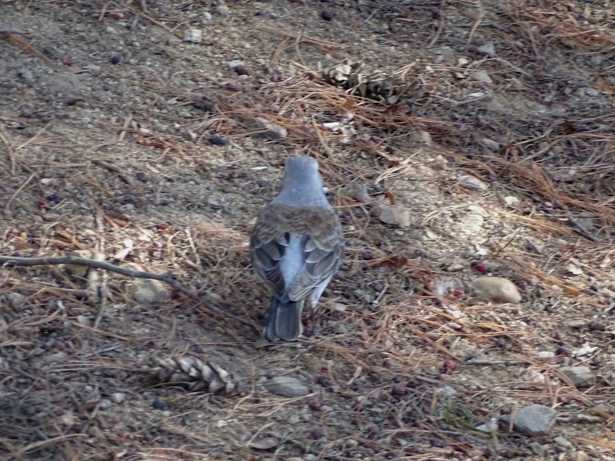 Рябинник - ML651202133