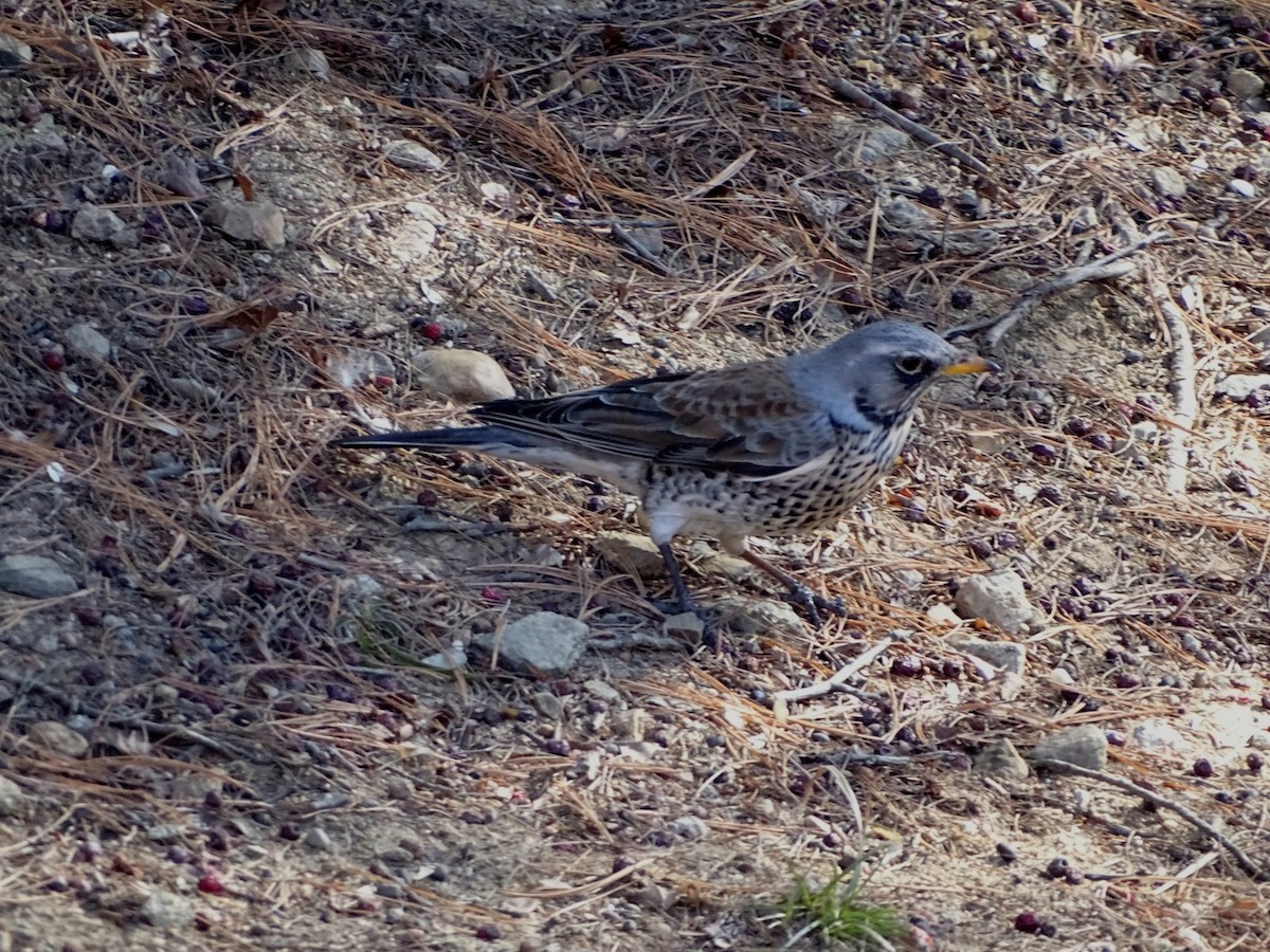 Рябинник - ML651202134